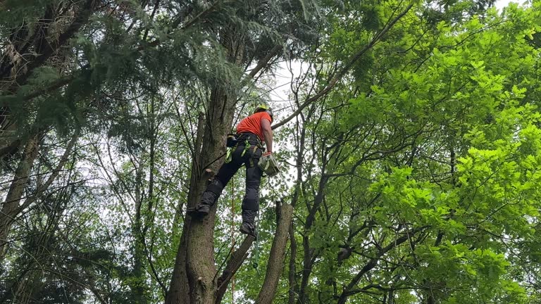 Reliable Alto, GA Tree Services Solutions